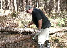 Controle biol�gico da vespa-da-madeira