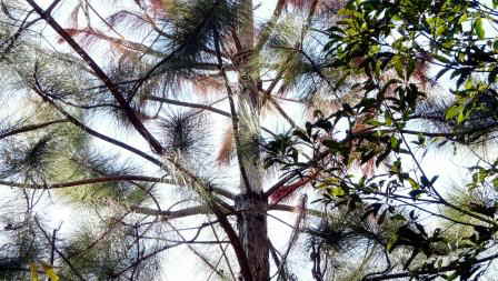 preda�ao por macaco prego